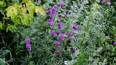 Centaurea scabiosa