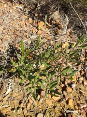 Grevillea floribunda