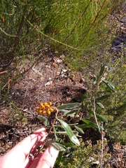 Grevillea floribunda