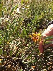 Grevillea floribunda