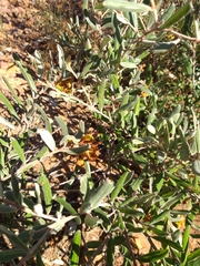 Grevillea floribunda