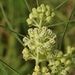 Slimleaf Milkweed - Photo (c) Aidan Campos, some rights reserved (CC BY-NC)