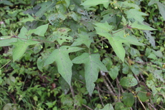 Solanum acerifolium