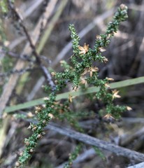 Olearia lanuginosa