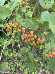 Viburnum