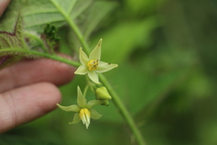 Solanum acerifolium