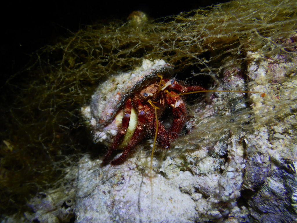 Setiferous Hermit Crab