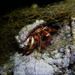 Setiferous Hermit Crab - Photo (c) Tsu Soo Tan, some rights reserved (CC BY-NC)