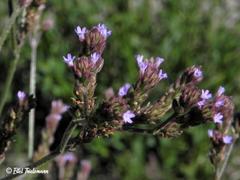 Verbena hispida