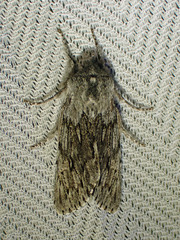 Brachionycha borealis