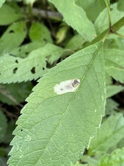 Calycomyza flavinotum