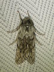 Brachionycha borealis