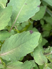 Mycosphaerella impatientis