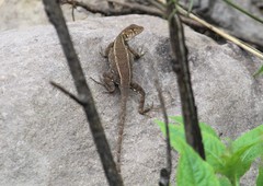 Sceloporus utiformis