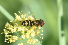 Lapposyrphus aberrantis