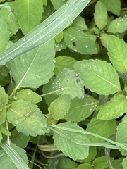 Mycosphaerella impatientis