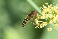 Lapposyrphus aberrantis