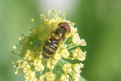 Lapposyrphus aberrantis