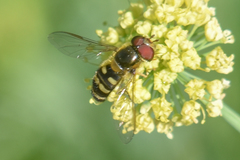 Lapposyrphus aberrantis