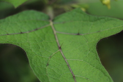 Solanum acerifolium