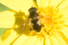 Helophilus lapponicus