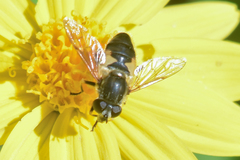 Helophilus lapponicus