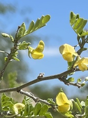 Dalbergieae