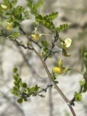 Dalbergieae
