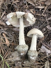 Amanita pelioma