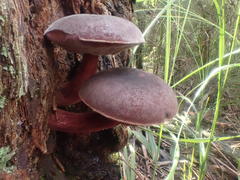 Boletus tasmanicus