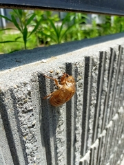 Cryptotympana facialis