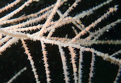 Antipathella subpinnata