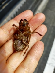 Cryptotympana facialis