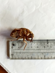 Cryptotympana facialis