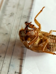 Cryptotympana facialis