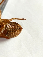 Cryptotympana facialis