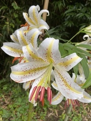 Lilium auratum