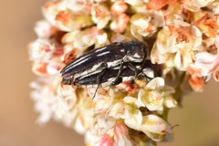 Agrilus blandus