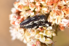 Agrilus blandus