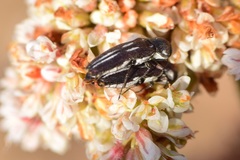 Agrilus blandus