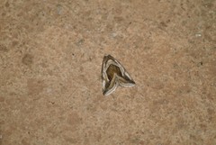 Deltote cumalinea