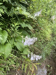 Hosta sieboldiana