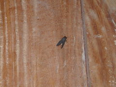 Graphelysia strigillata