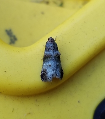 Oneida lunulalis