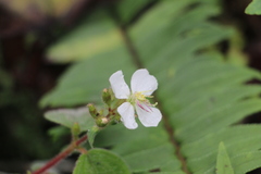 Chaetogastra ciliaris