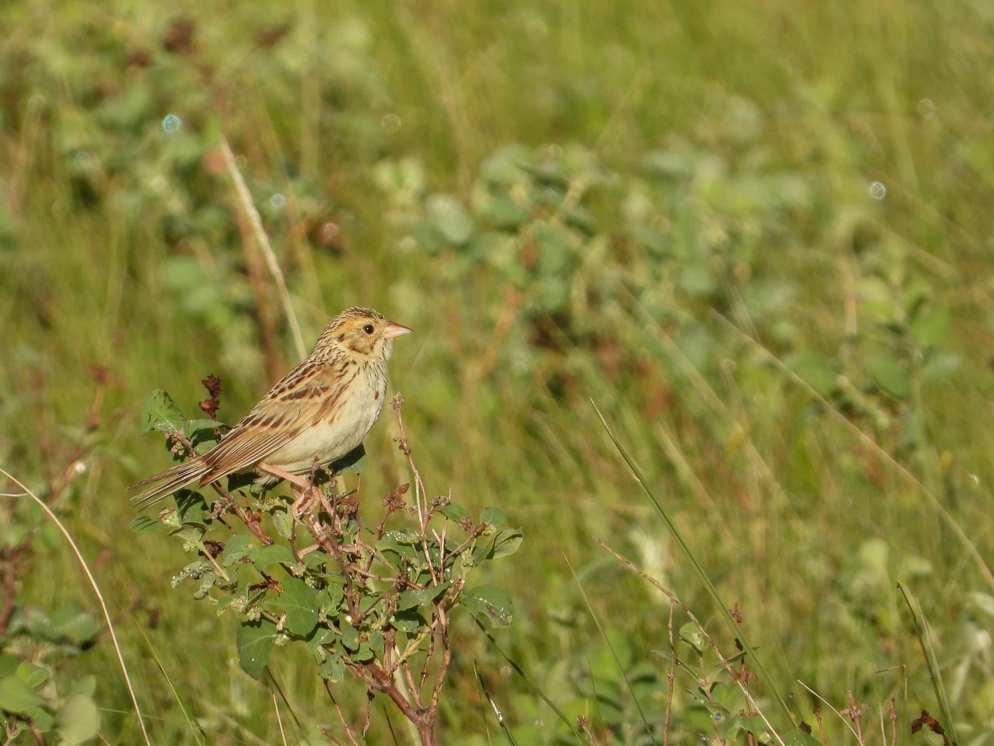 baird's sparrow, bruant de baird, chingolo de baird