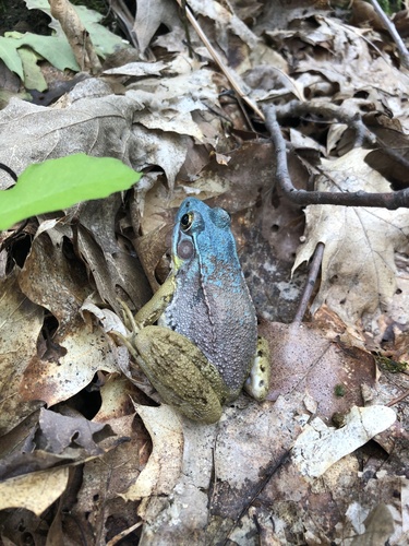 Green Frog photographed in New York