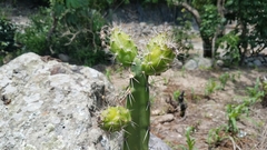 Acanthocereus chiapensis