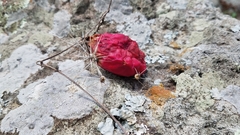 Acanthocereus chiapensis