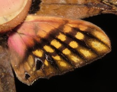 Adhemarius sexoculata